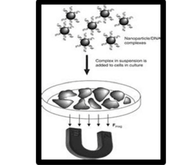 Diagram showing nanoparticle/DNA complexes added to cells in culture with a magnet applied underneath.